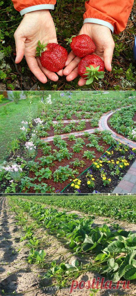 Клубника-королева наших соток.