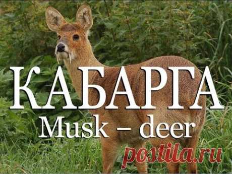 Кабарга — Musk deer - YouTube