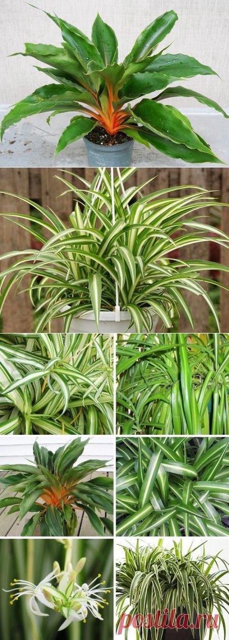 Хлорофитум