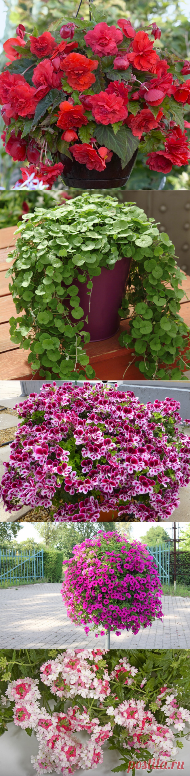 Ампельные цветы для сада, фото растений | Сажаем Сад