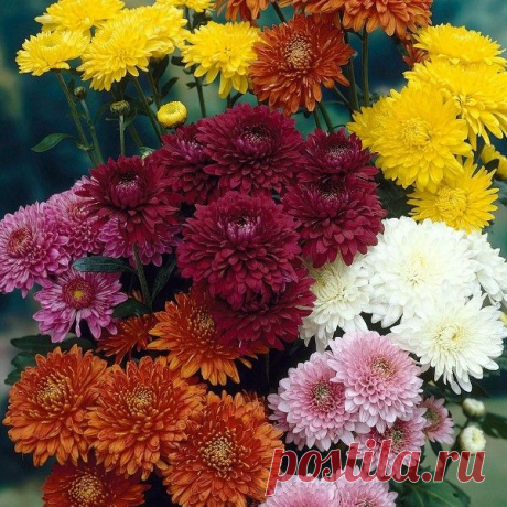 Кустовые хризантемы и их фото: сорта, посадка и уход за растениями