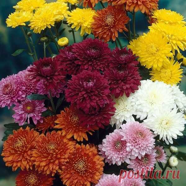 Кустовые хризантемы и их фото: сорта, посадка и уход за растениями