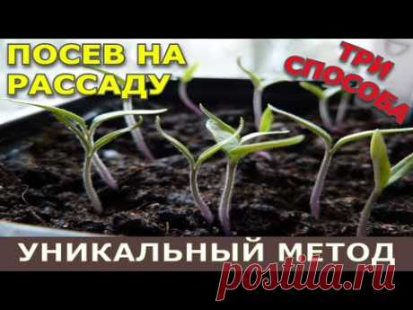 Посев томатов на рассаду. ТРИ СПОСОБА