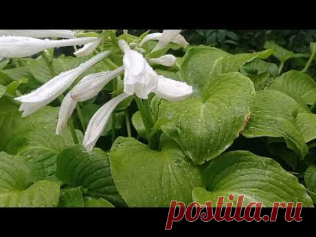 Прогулка по саду с акцентом на ХОСТЫ!