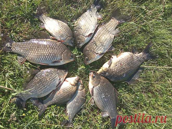 Наживки и насадки на карася, на которые я не буду ловить никогда - В огороде с Верой Водян