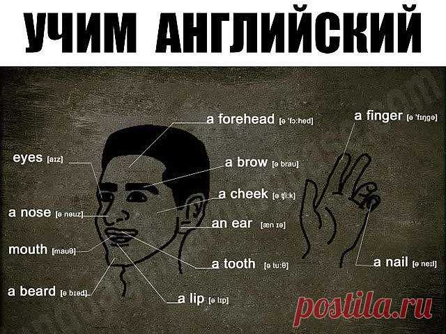 УЧИМ  АНГЛИЙСКИЙ
300 первых слов. 24 смысловые группы.
please (плиз) - пожалуйста, прошу. sorry (сори) - извините
you are welcome (ю а вэлкам) - пожалуйста, не за что
hello (хэллоу) - здравствуйте. hi (хай) - привет
goodbye (гудбай) - до свидания, пока. see you (cи ю) - увидимся
yes (да) - да. no (ноу) - нет. not (нот) - не
this (зис) - этот. that (зэт) – тот
name (нэйм) - имя. address (эдрэс) - адрес
phone number (фоун намбэр) - номер. age (эйдж) - возраст
married (мэррид...