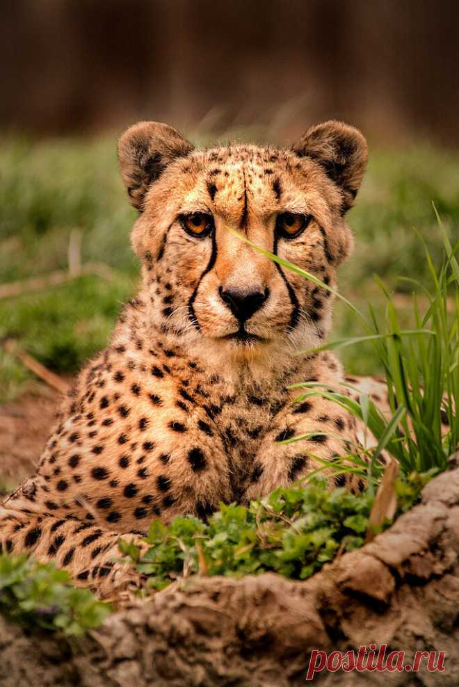 coffeenuts: Cheetah-DC 3-0 F LR 4-9-19 J038 by... - Magical Nature Tour