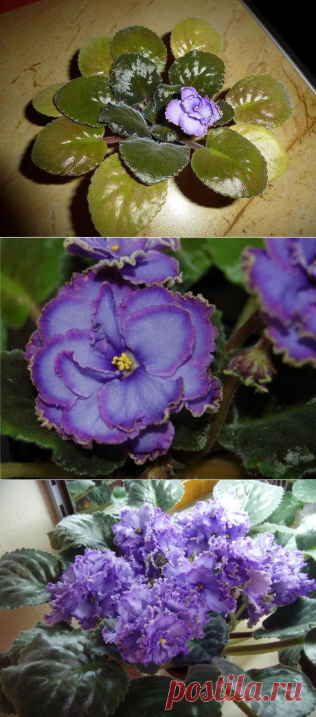 Описание классического сорта фиалки Голубой дракон