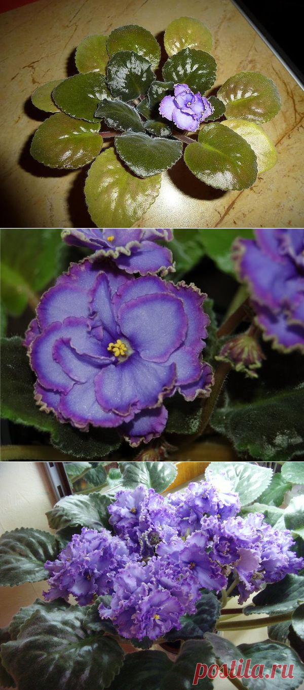 Описание классического сорта фиалки Голубой дракон