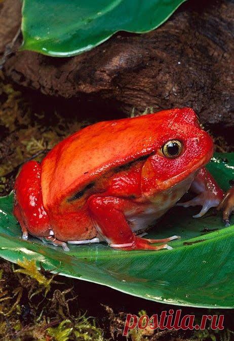 Fantástico Natureza,linda!!!