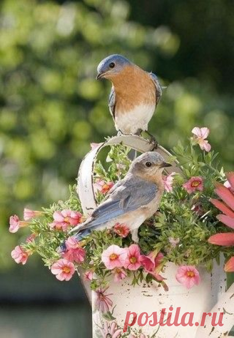 ПРИРОДА | Фотографии МилаЯ ***** | 77 фото