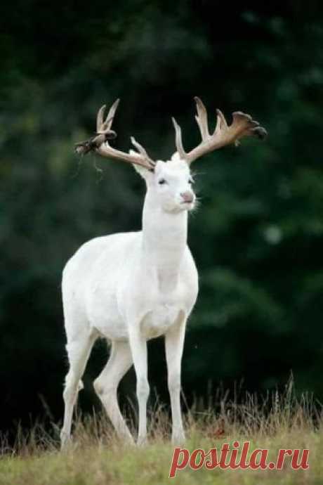 I love The Romantic world of nature. - Fotky