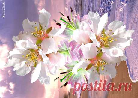 WORLD online GALLERY
"San Chad Art"