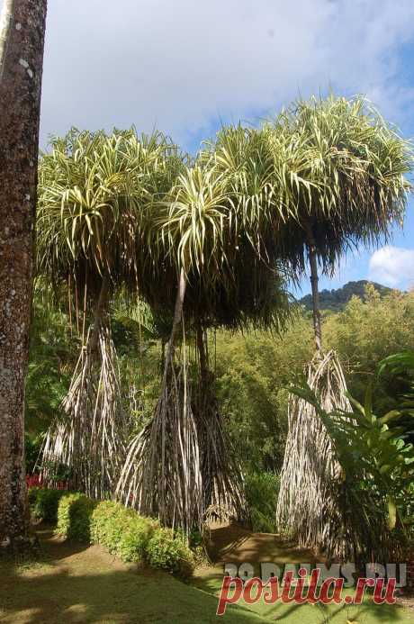 29 Пальм - Клуб путешествий Павла Аксенова > Карибы – 2013