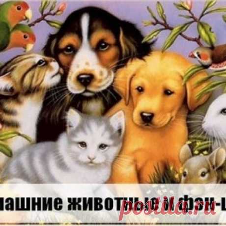 Фэн- шуй домашних животных. - МирТесен