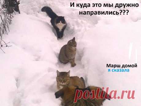 На прогулку... .