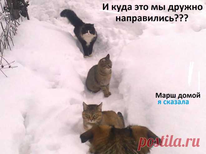 На прогулку... .