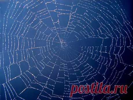 Spiders Web  Free Stock Photo HD - Public Domain Pictures