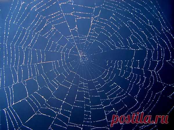 Spiders Web  Free Stock Photo HD - Public Domain Pictures