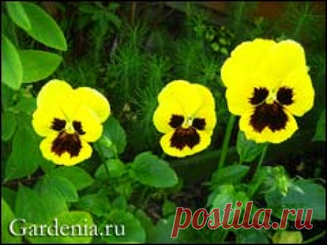 Анютины глазки в однолетней культуре