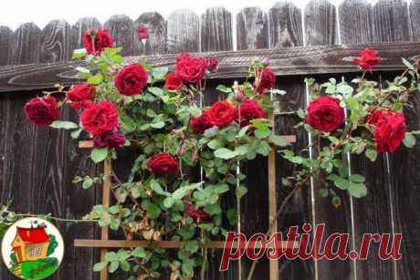 Плетистая роза правильный уход🌹

Вы покупали розы, правильно высаживали их, обрезали, ставили для них опору, но роза цвела только на верхушке куста. Никакой восхитительной стены из роз не было? Что вы сделали не так? в чем секрет правильного ухода за плетистой розой? Ничего страшного не произошло: вы просто неправильно сформировали и закрепили розу на шпалере.