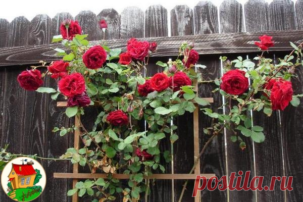Плетистая роза правильный уход🌹

Вы покупали розы, правильно высаживали их, обрезали, ставили для них опору, но роза цвела только на верхушке куста. Никакой восхитительной стены из роз не было? Что вы сделали не так? в чем секрет правильного ухода за плетистой розой? Ничего страшного не произошло: вы просто неправильно сформировали и закрепили розу на шпалере.