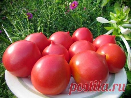 (96) Одноклассники