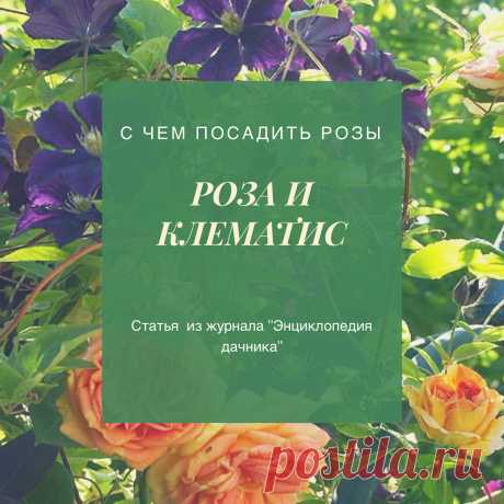 Клематис красивущий и проверенный временем партнёр роз💜
Но, чтобы дуэт зазвучал как на этих фото👆 нужно знать несколько секретов успеха👩‍🏫
.
🌟Что мы делаем с плетистыми розами перед их зимовкой?
Правильно, снимаем с опоры👌
У клематисов же очень хрупкие побеги, и даже если вас удастся, не повредив, снять их с опоры вместе с розой под зимнее укрытие, вы неизбежно сломаете их по весне в процессе распутывания побегов и санитарной обрезки плетистой розы
Секрет №1️⃣
Берём ...
