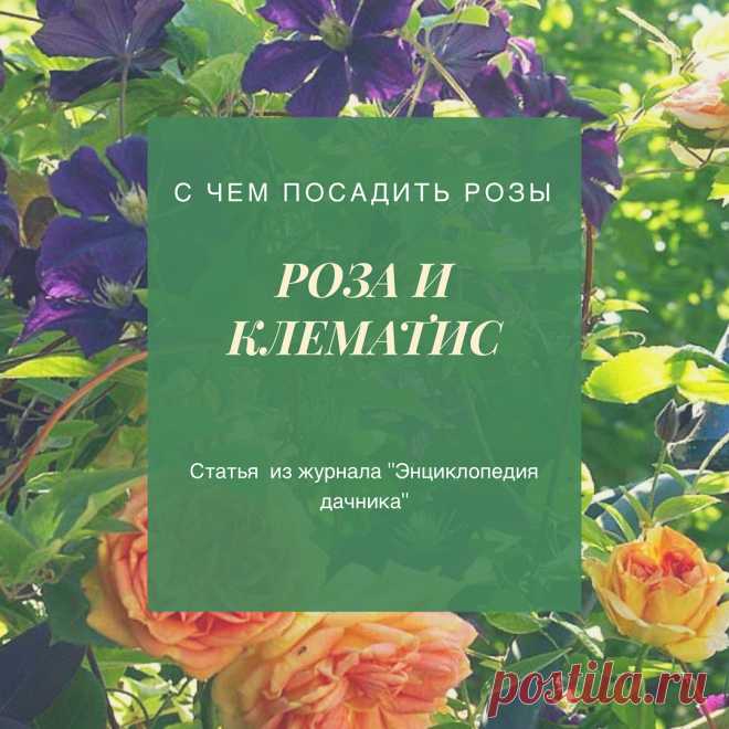 Клематис красивущий и проверенный временем партнёр роз💜
Но, чтобы дуэт зазвучал как на этих фото👆 нужно знать несколько секретов успеха👩‍🏫
.
🌟Что мы делаем с плетистыми розами перед их зимовкой?
Правильно, снимаем с опоры👌
У клематисов же очень хрупкие побеги, и даже если вас удастся, не повредив, снять их с опоры вместе с розой под зимнее укрытие, вы неизбежно сломаете их по весне в процессе распутывания побегов и санитарной обрезки плетистой розы
Секрет №1️⃣
Берём ...