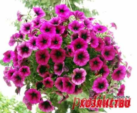 Шаровидная петуния