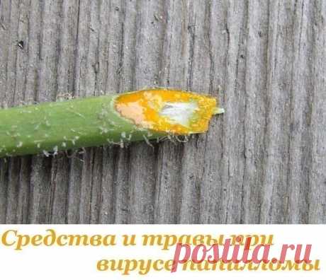 Средства и травы при вирусе папилломы Средства и травы при вирусе папилломы

Папиллома является инфекционной болезнью, возбудитель которой – ВПЧ (вирус папилломы человека). Хотя это заболевание определено официальной медициной как доброкачественное новообразование, и в большинстве случаев не грозит человеку серьёзными последствиями, лечить его всё-таки нужно. Существует около сотни разновидностей этого вируса, и избавиться от этого недуга в домашних условиях не так уж и сл...