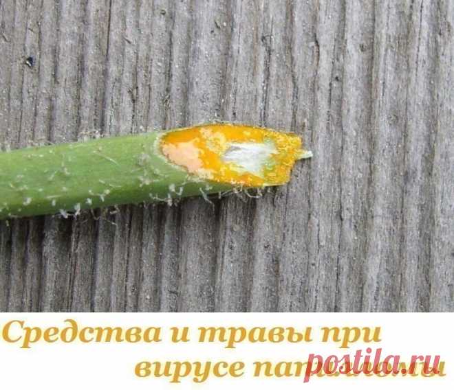 Средства и травы при вирусе папилломы Средства и травы при вирусе папилломы

Папиллома является инфекционной болезнью, возбудитель которой – ВПЧ (вирус папилломы человека). Хотя это заболевание определено официальной медициной как доброкачественное новообразование, и в большинстве случаев не грозит человеку серьёзными последствиями, лечить его всё-таки нужно. Существует около сотни разновидностей этого вируса, и избавиться от этого недуга в домашних условиях не так уж и сл...