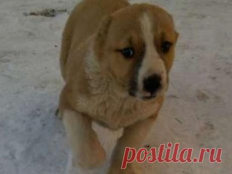 В Петропавловске полицейские вернули детям украденного алабая – Лента новостей – Новости Казахстана, сегодня. Bnews.kz