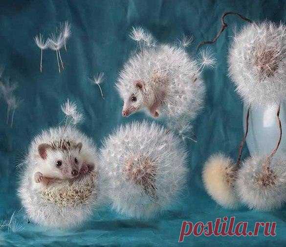 Ёжуванчики
