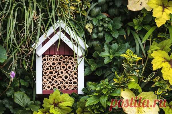 Как построить домик для букашек / домик / 7dach.ru