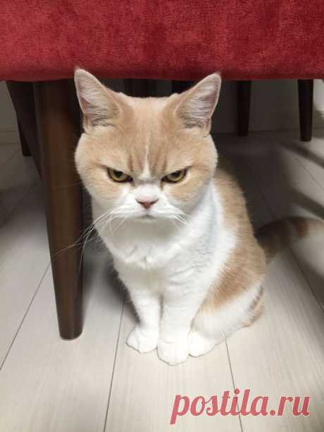 Incontra giapponese Grumpy Cat, Che E also Più scontroso del Quello originale | Bored Panda