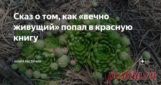 Сказ о том, как «вечно живущий» попал в красную книгу Расскажу я вам сегодня про Молодило побегоносное (оно же Молодило русское, или же и вовсе Живучка), название рода которого с латыни означает «вечно живущий». Молодило, как любая уважающая себя толстянка, состоит из кучи толстых мясистых листьев на коротком стебелечке. Эти листья способны накапливать влагу и прочие благие вкусности, а чтобы все это великолепие не испарялось под знойным солнцем, они покрыты плотной кожице...