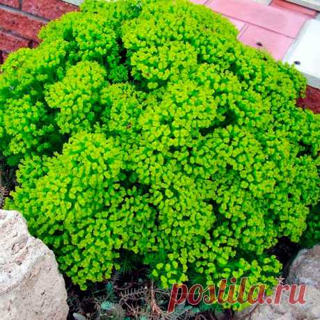 Многолетний садовый цветок Молочай (Euphorbia). К данному роду принадлежат однолетние и многолетние травянистые растения, кустарники и даже деревья. Для декоративного садоводства средней полосы России представляют интерес травянистые многолетники, образующие неприхотливые подушковидные заросли. Цветет с мая по июль.

Основные виды.
М.многоцветный (E.polychroma) - растение высотой 30-50 см, шаровидное, ветвящееся, листья эллииптические, сидячие. Весной верхушечные листья - ярко-желтые.