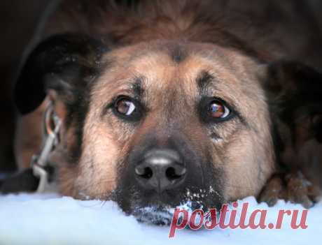 Вустер. Пес, потерявший надежду. Москва, Московская область - ДворняЖки - Группы Мой Мир