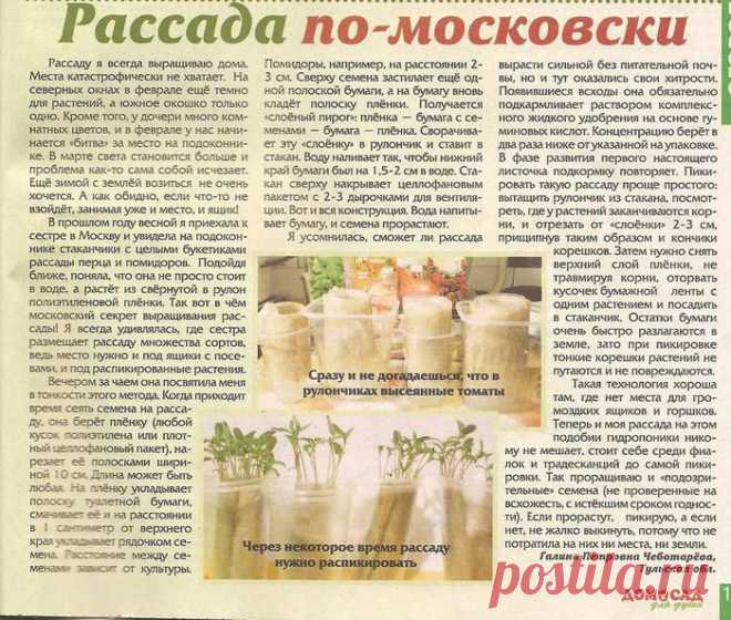 Проращивание рассады «в пелёнках»