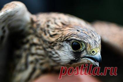 Краснокнижных кречетов попытались нелегально вывезти из России в ОАЭ. Из России в ОАЭ попытались нелегально вывезти краснокнижных кречетов на 11 миллионов рублей. Схему контрабанды редких соколов придумал иностранец. В арабских странах кречеты популярны, так как их используют для охоты. Птиц помогали перевозить двое мужчин — из Барнаула и Москвы.