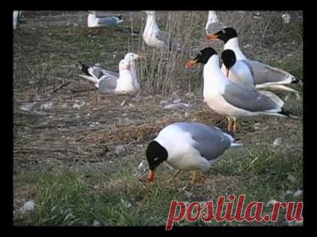 Весна на водоемах Хакасии (Larus ichthyaetus Pall.)