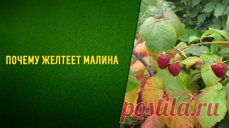 Почему желтеют листья малины Стеблевый и корневой рак!!! — Смотреть в Эфире Почему желтеет малина, желтеют листья и засыхают стебли. Что делать?  Причины разные,  но сегодня поговорим про рак малины. Стеблевый рак,  корневой …
