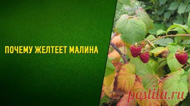 Почему желтеют листья малины Стеблевый и корневой рак!!! — Смотреть в Эфире Почему желтеет малина, желтеют листья и засыхают стебли. Что делать?  Причины разные,  но сегодня поговорим про рак малины. Стеблевый рак,  корневой …