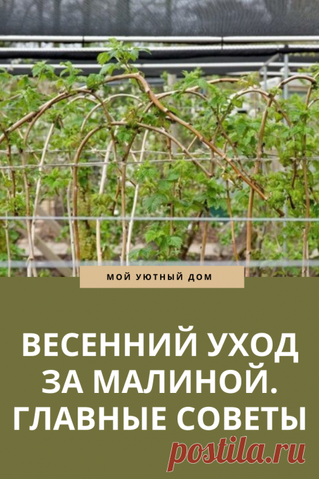 Как правильно ухаживать за малиной осенью