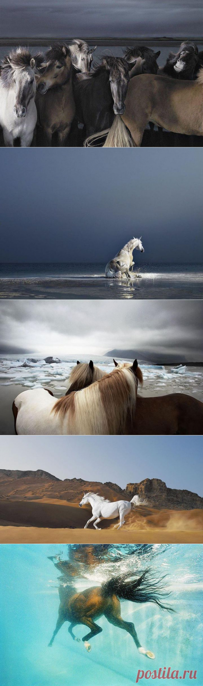 (+1) тема - Лошади. Грация и благородство | Наука и техника