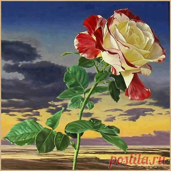 Роза на фоне неба!!1