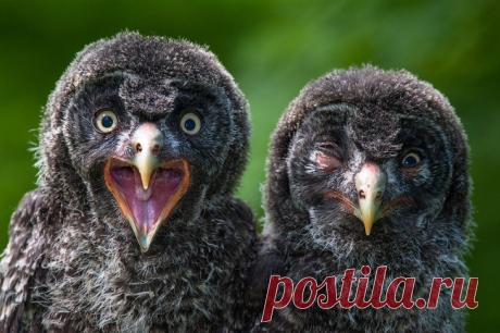 Кадр на миллион — 15 фото мира животных, на которых гениально пойман момент