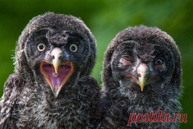 Кадр на миллион — 15 фото мира животных, на которых гениально пойман момент