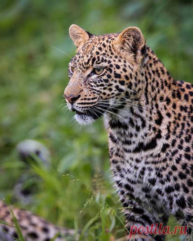 Уилл Беррард-Лукас